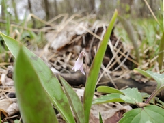 Erythronium propullans