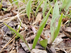 Erythronium propullans
