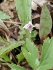 Erythronium propullans