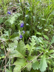 Collinsia grandiflora