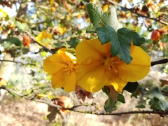 Chiranthodendreae