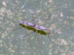 Limnogonus franciscanus