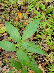 Paullinia pinnata