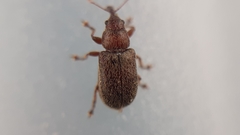 Doydirhynchus austriacus