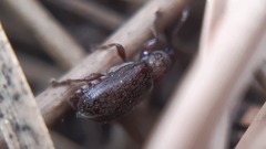 Doydirhynchus austriacus