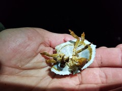 Cryptolithodes sitchensis