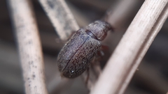 Doydirhynchus austriacus