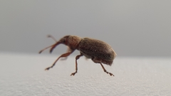 Doydirhynchus austriacus