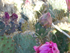 Opuntia basilaris brachyclada