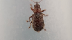 Doydirhynchus austriacus