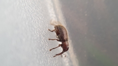 Doydirhynchus austriacus