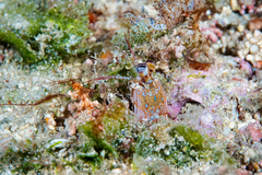 Odontodactylus brevirostris