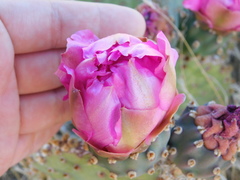 Opuntia basilaris brachyclada