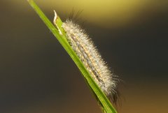 Cisseps fulvicollis