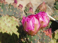 Opuntia basilaris brachyclada