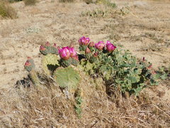 Opuntia basilaris brachyclada
