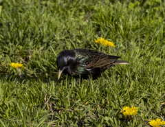 Sturnus vulgaris