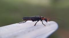 Cantharis marginiventris