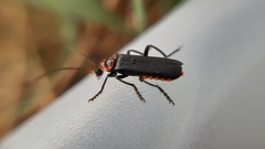 Cantharis marginiventris