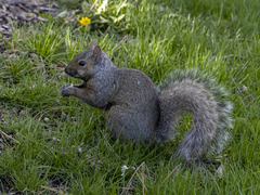 Sciurus carolinensis