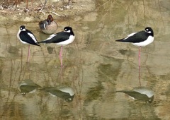 Himantopus mexicanus