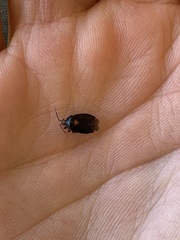 Deraeocoris sayi