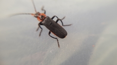 Cantharis marginiventris