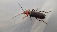 Cantharis marginiventris
