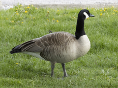 Branta canadensis