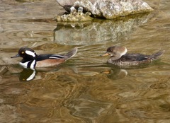 Lophodytes cucullatus