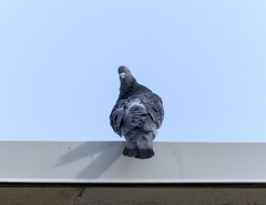 Columba livia domestica
