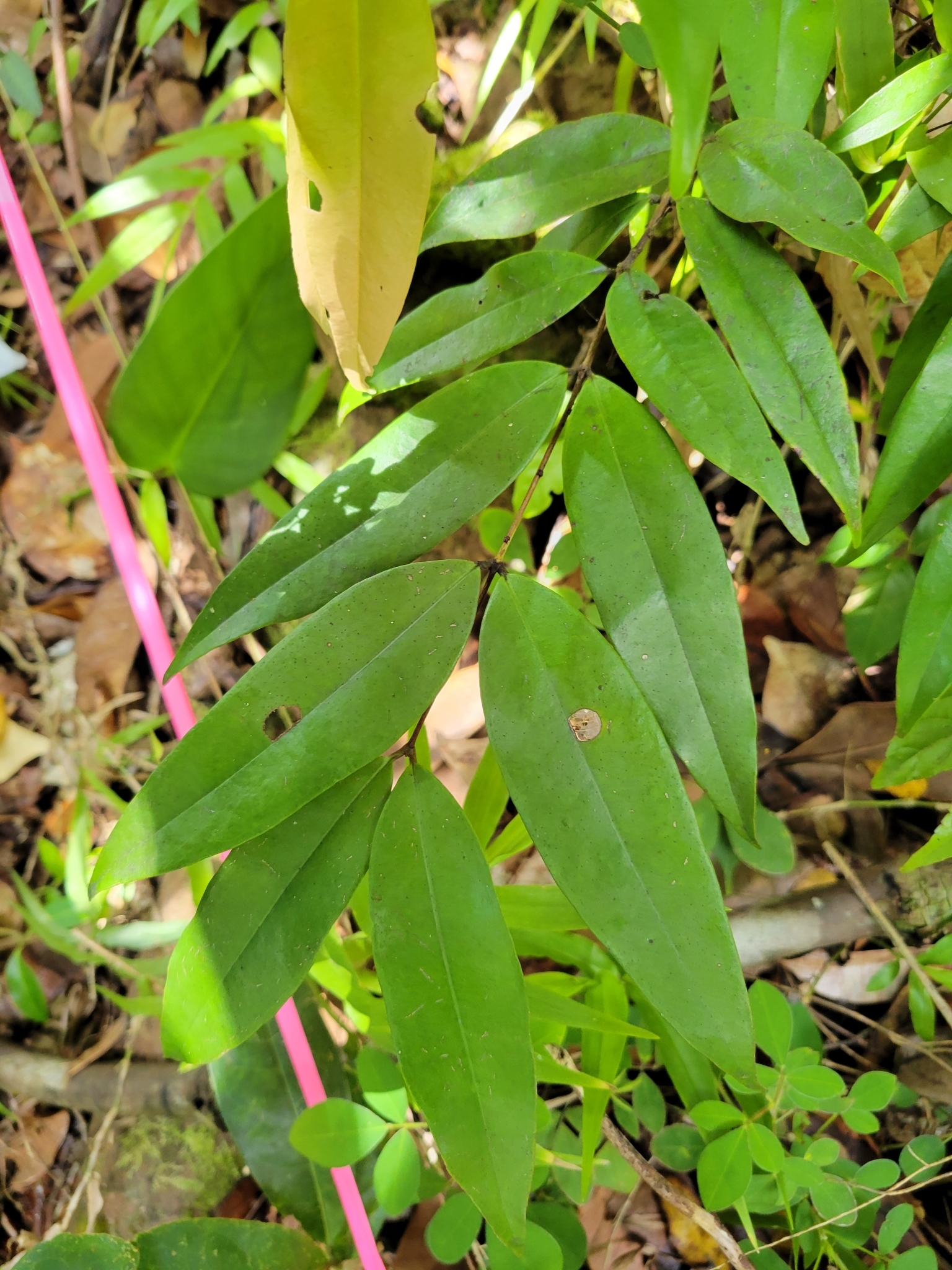 Myrcia amazonica