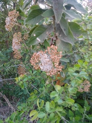 Pluchea carolinensis