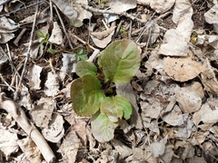 Pyrola elliptica