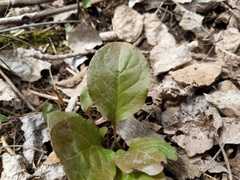 Pyrola elliptica