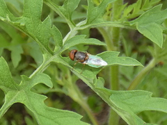 Hedriodiscus vertebratus