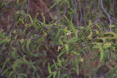 Varronia leucophlyctis