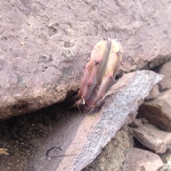 Myrtillocactus geometrizans