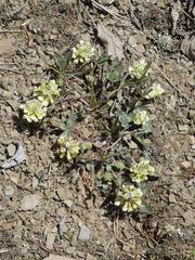 Trifolium virginicum