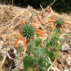 Leonotis nepetifolia