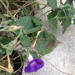 Ipomoea purpurea