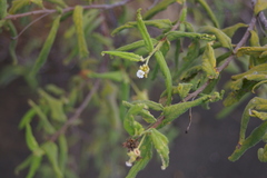 Varronia leucophlyctis