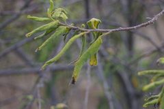 Varronia leucophlyctis