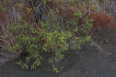 Varronia leucophlyctis