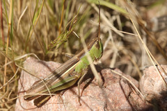 Staurorhectus longicornis