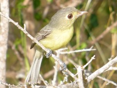 Vireo gundlachii