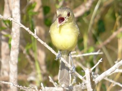 Vireo gundlachii