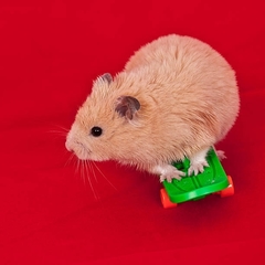 Mesocricetus auratus