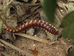 Polydesmida