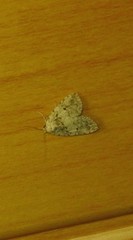 Tolpia conscitulana